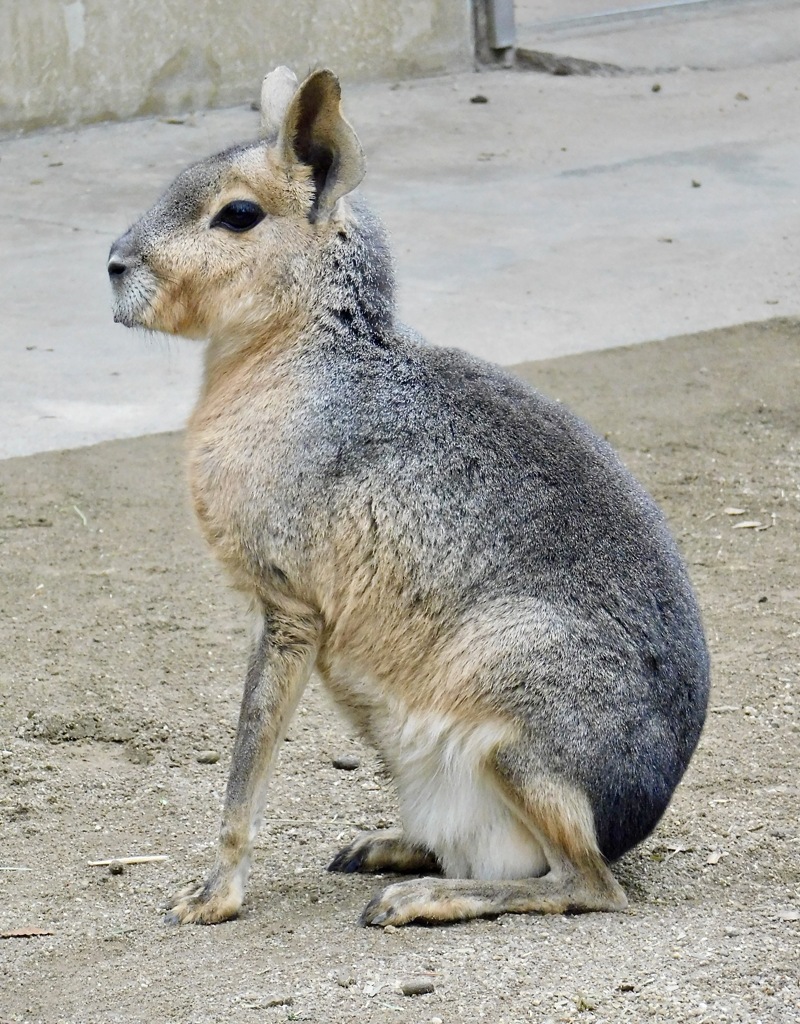 マーラ(井の頭自然文化園)