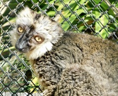 ブラウンキツネザル(夢見ヶ崎動物公園)