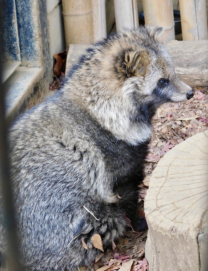 ホンドタヌキ(夢見ヶ崎動物公園)
