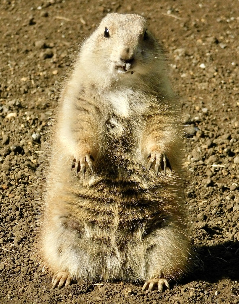 立っているオグロプレーリードッグ(江戸川区自然動物園)