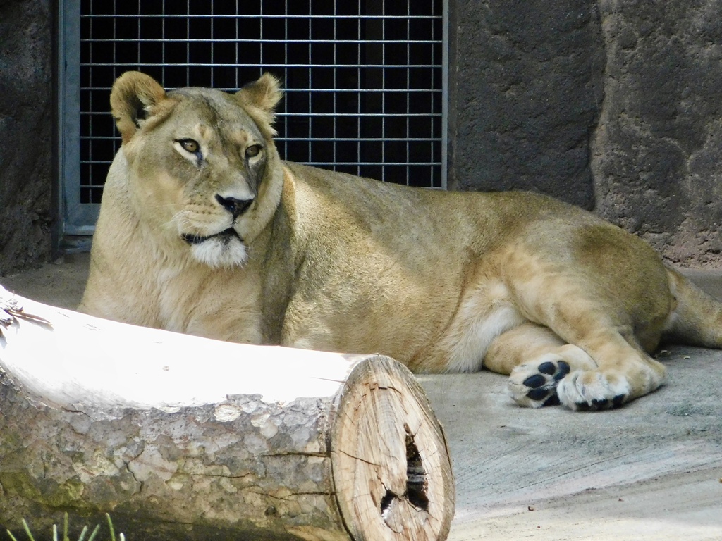 メスのライオン(天王寺動物園)
