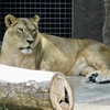 メスのライオン(天王寺動物園)
