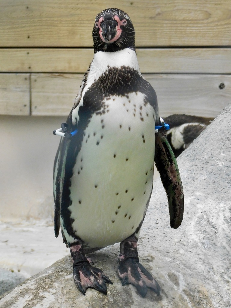 フンボルトペンギン(天王寺動物園)