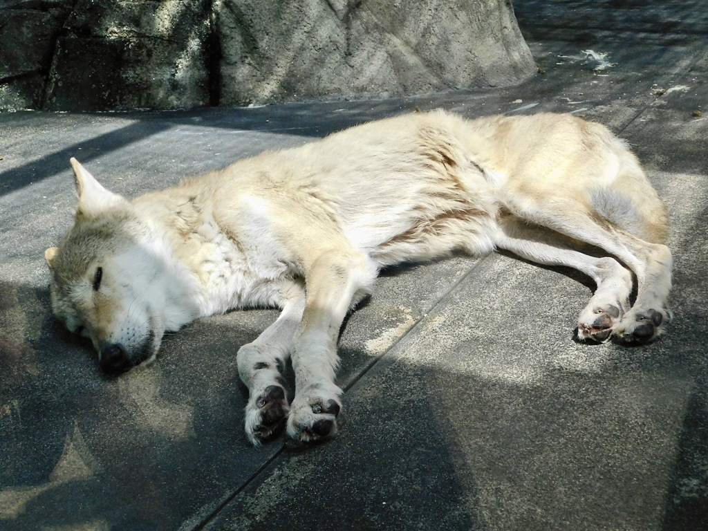 寝ているチュウゴクオオカミ(天王寺動物園)