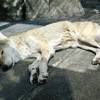 寝ているチュウゴクオオカミ(天王寺動物園)