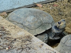 ムツアシガメ(野毛山動物園)