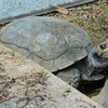 ムツアシガメ(野毛山動物園)