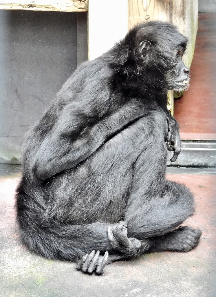 クモザル(夢見ヶ崎動物公園)