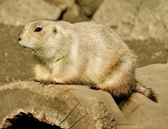 オグロプレーリードッグ(江戸川区自然動物園)