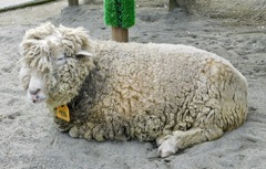 ヒツジ(井の頭自然文化園)