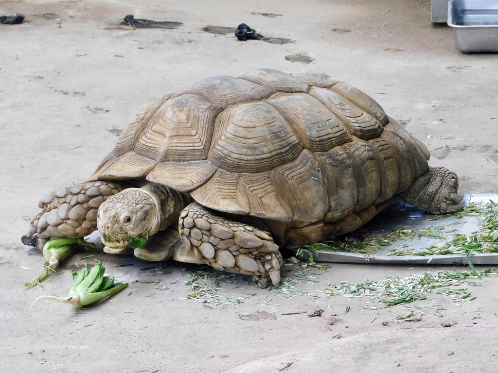 ケヅメリクガメ(夢見ヶ崎動物公園)