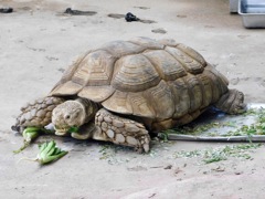 ケヅメリクガメ(夢見ヶ崎動物公園)