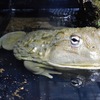 アフリカウシガエル(上野動物園)