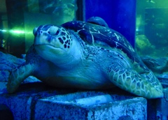 アオウミガメ(しながわ水族館)