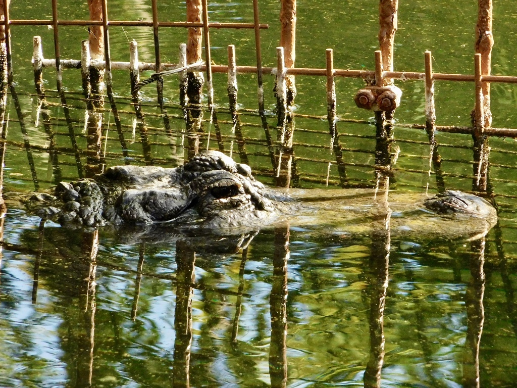 水から目と鼻を出すアメリカアリゲーター(熱川バナナワニ園)