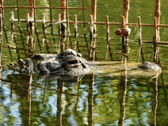 水から目と鼻を出すアメリカアリゲーター(熱川バナナワニ園)