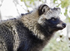 ホンドタヌキ(浦安市交通公園)