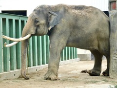 アジアゾウ(神戸市立王子動物園)