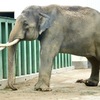 アジアゾウ(神戸市立王子動物園)