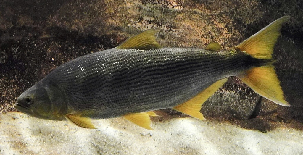 ドラド(カワスイ　川崎水族館)