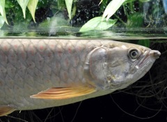 スポッテドバラムンディ(カワスイ　川崎水族館)