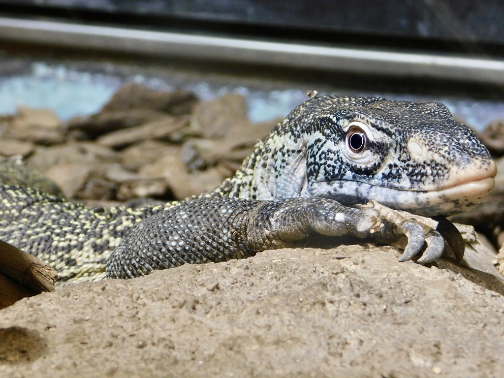 ナイルオオトカゲ(天王寺動物園)