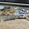 ナイルオオトカゲ(天王寺動物園)