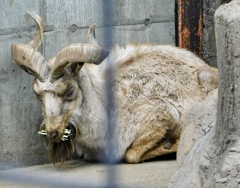 マーコール(夢見ヶ崎動物公園)
