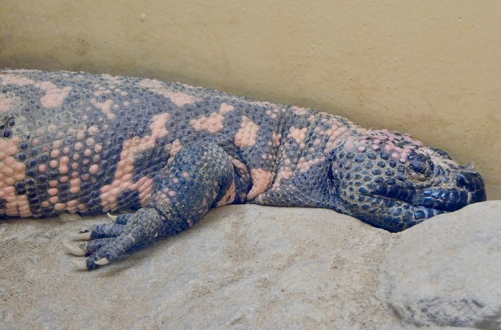 アメリカドクトカゲ(上野動物園)