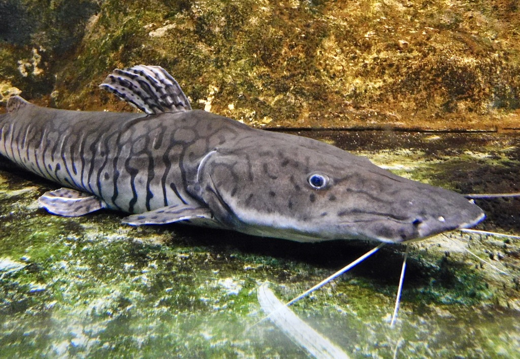タイガーシャベルノーズキャットフィッシュ(カワスイ　川崎水族館)