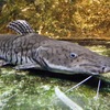 タイガーシャベルノーズキャットフィッシュ(カワスイ　川崎水族館)