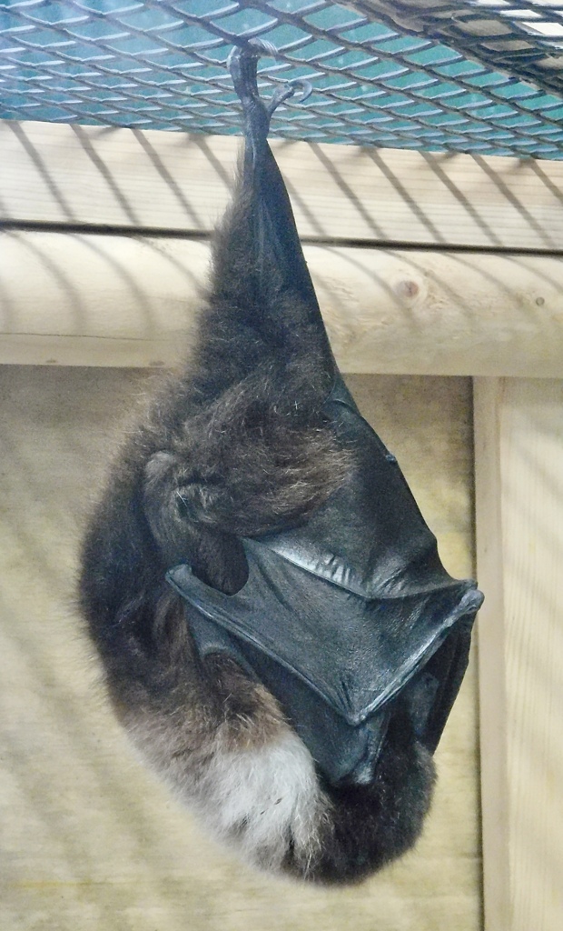 オリイオオコウモリ(井の頭自然文化園)