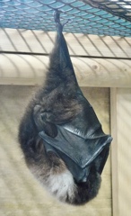 オリイオオコウモリ(井の頭自然文化園)