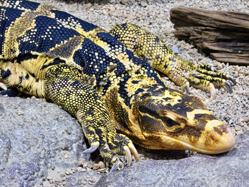 ミンダナオミズオオトカゲ(足立区生物園)