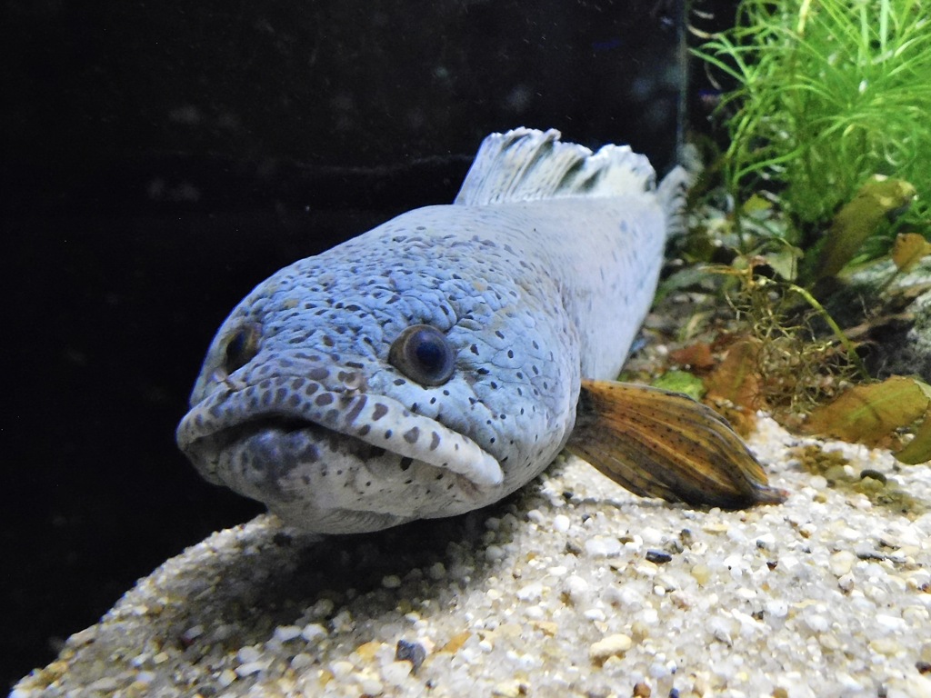 チャンナ・バルカ(カワスイ　川崎水族館)