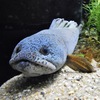 チャンナ・バルカ(カワスイ　川崎水族館)
