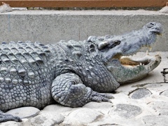 シャムワニ(熱川バナナワニ園)