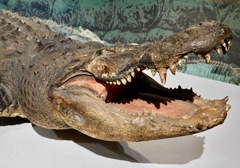 アメリカアリゲーターの剥製(国立科学博物館)