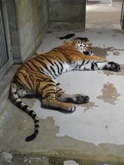アムールトラ(天王寺動物園)
