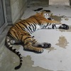 アムールトラ(天王寺動物園)