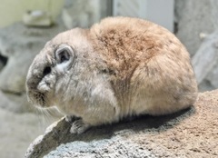 グンディ(足立区生物園)