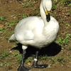 コハクチョウ(上野動物園)