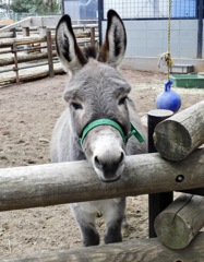 ロバ(夢見ヶ崎動物公園)