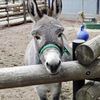 ロバ(夢見ヶ崎動物公園)
