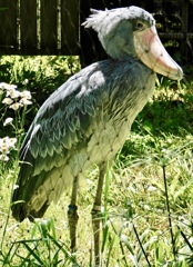 ハシビロコウ(上野動物園)