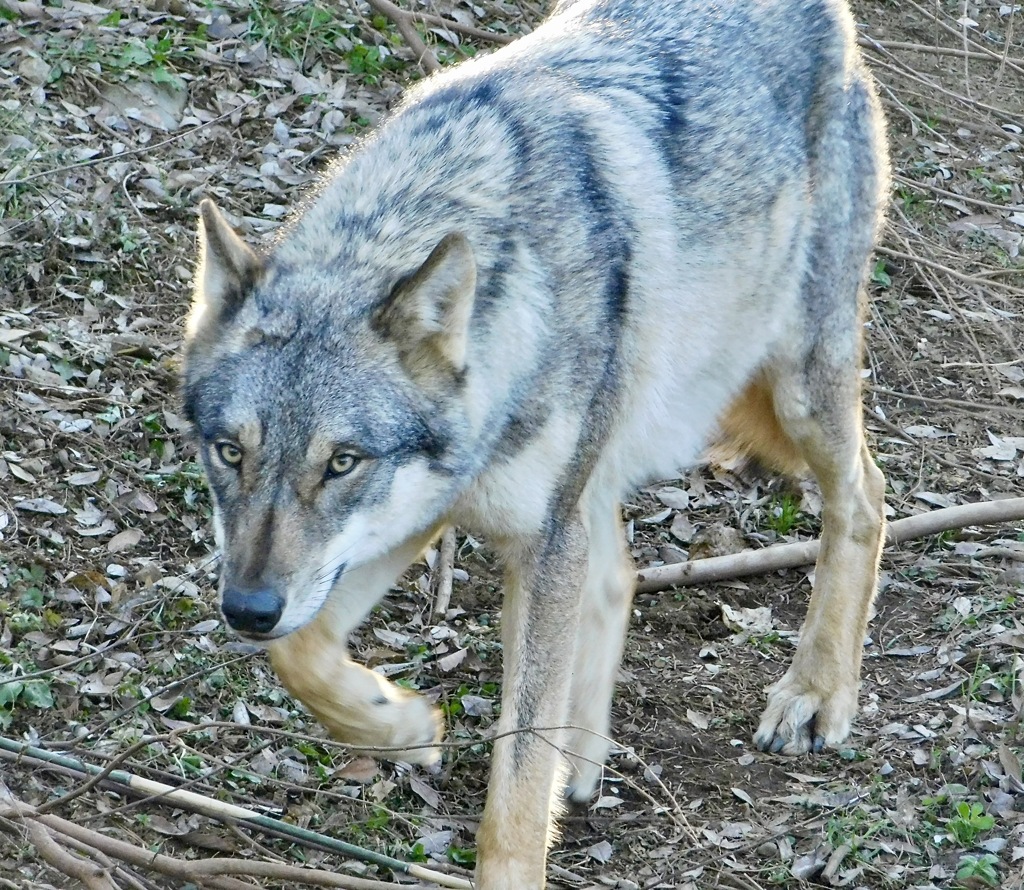 ヨーロッパオオカミ(多摩動物公園)