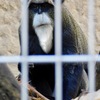 ブラッザグエノン(上野動物園)