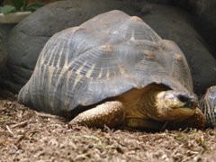 ホウシャガメ(野毛山動物園)