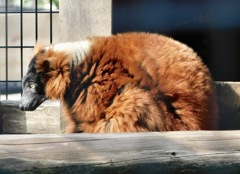 アカエリマキキツネザル(野毛山動物園)