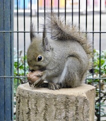 ニホンリス(井の頭自然文化園)